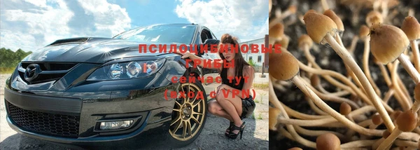 сатива Бородино